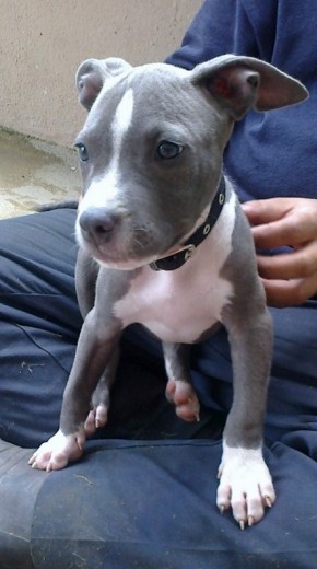 BLAXTER, PITBULL BLUE NOSE RAZOR EDGE